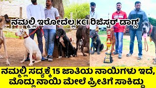 ಇವರ ನಾಯಿ ಪ್ರೀತಿ ನೋಡಿ ಕುಶಿ ಆಯ್ತು|ಎಲ್ಲ ಜಾತಿಯ ನಾಯಿ ಪ್ರೀತಿಗೆ ಸಾಕಿರೋದು|great dane breeder in Kolar