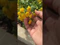 My Garden flowers 2024#shortvideo #like #garden