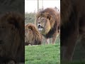 Real Angry Lion #lion #animalpark #animals #funny #shorts #viral #youtubeshorts