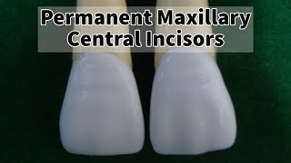 Permanent Maxillary Central Incisor