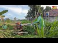 Terabas Semak Semak Traktor Sawah Masuk Lahan Yang Lama Terbengkalai