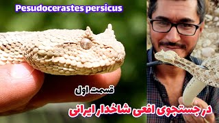 در جستجوی افعی شاخدار ایرانی : pesudocerastes persicus : افعی شاخ دار