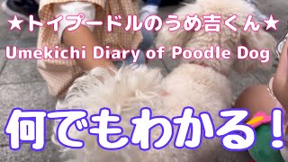 何でもわかる！ ★トイプードルのうめ吉くん(1439日目)★Umekichi Diary of Poodle Dog