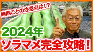 家庭菜園や農園で2024年のソラマメ栽培！ポイントはアブラムシ対策と脇芽の管理！ソラマメの品種や栽培スケジュール！ソラマメの育て方を徹底解説！【農園ライフ】