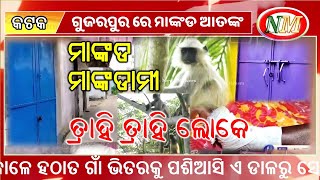 ମାଙ୍କଡ ଆତଙ୍କ ରେ ଆତଙ୍କିତ ଗ୍ରାମବାସୀ, Villagers terrorized by monkey terror,@odishanewsmakers ​