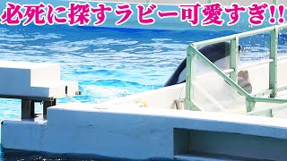 トレーナーさんを探す天才シャチ「ラビー」可愛すぎた!! 鴨川シーワールド シャチショー KamogawaSeaWorld