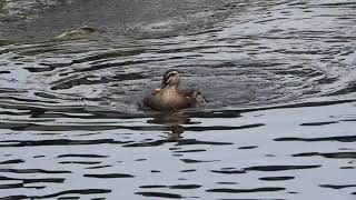 怪我したカルガモの羽ばたきSpot-billed Duck / Anas zonorhyncha　DSCN4965