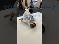 ［柔術テクニック］クローズガードからのスイープ jiujitu bjj 柔術 ブラジリアン柔術