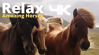 Música Relaxante Piano e Lindos Cavalos🐴Relaxing Piano Music and Amazing Horses