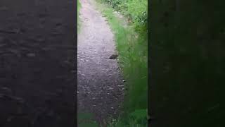 Saw a Rat In Pinewood uk 14.6.21