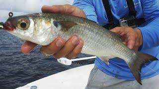 Monster Bait Catches Monster Fish