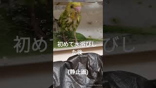 初めて水浴びした後😂🦜#shorts