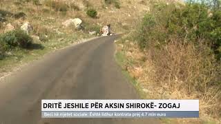 Dritë jeshile për aksin Shirokë - Zogaj