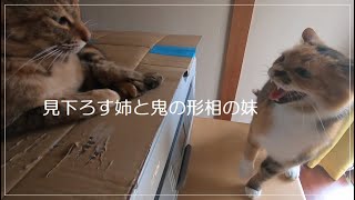 父に怒られた娘猫が子供の様に拗ねました