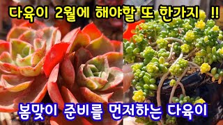 베란다 다육이 키우기 ♻️ 날씨가 아직 춥지만 조금씩 봄맞이 준비로 해야할일🌞조금씩 햇빛에 적응 하도록  반드시 훈련을 해야죠👌