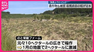 【能登豪雨】農作物も被害、収穫直前の稲が冠水「地震よりひどい」