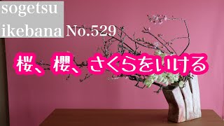 桜、櫻、さくらをいける　No.529