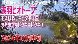 浅羽ビオトープ(埼玉県)の探鳥地レポートです　モズは秋、キビタキは夏、まだまだキビタキキビタキ！　2024年10月中旬