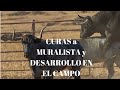 CURAS al TORO DE LIDIA MURALISTA de VICTORINO MARTÍN