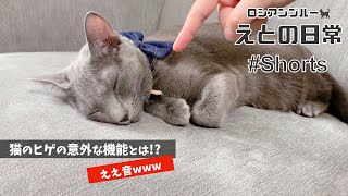 #Shorts  猫のヒゲの意外すぎる機能を紹介します！！ええ音www【ロシアンブルー】