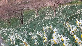 【水仙2020】早春の佐久間ダム湖親水公園～をくずれ水仙郷　(千葉県鋸南町）　Panasonic  V360MS