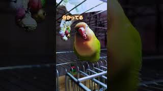 インコにトイレトレーニングは難しい🦜💩 #コザクラインコのジル \u0026ボタンインコのひま🐥💕 #birds #lovebirds ＃インコ#やさしい気持ち