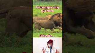 pertarungan sesama singa memperebutkan kekuasaan‼ #animals #shorts