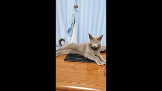 【猫動画】疲れてても油断大敵なロシアンブルー【russianbule】#shorts　Russian blue that can't be taken care of