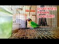 SWBF#4 - Dispenser Pakan Burung Lovebird | Wadah Pakan Lovebird di Kandang Kotak