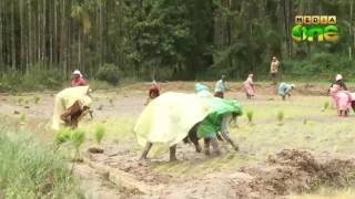 No heavy rain in Wayanad and Kasargod