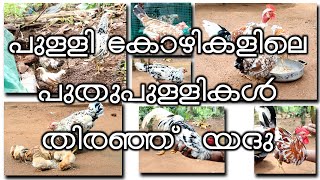 യദുവിന്റെ ട്രെൻഡിംഗ് ആയ പുള്ളി കോഴി ശേഖരം | തനി നാടൻ കോഴികളുടെ സൂക്ഷിപ്പുകാരൻ | നാടൻ കോഴി വളർത്തൽ