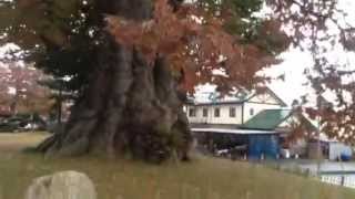 Okeyaki - Huge Zelkova Tree of Higashine, Japan