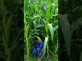 ভুট্টা চাষ অল্প খরচে অধিক লাভ corn farming shortsvideo youtubeshorts viralshorts