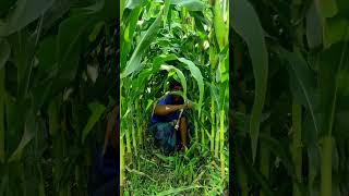 ভুট্টা চাষ অল্প খরচে অধিক লাভ - Corn Farming - #shortsvideo #youtubeshorts #viralshorts