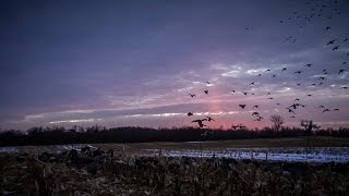 The X: Tips for Late-Season Mallards