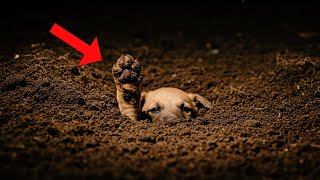 Buried Alive: The Puppy Who Clawed His Way Out of a Shallow Grave