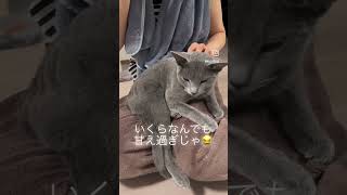 いつまで経っても赤ちゃんな猫 #ロシアンブルー #russianblue #赤ちゃん