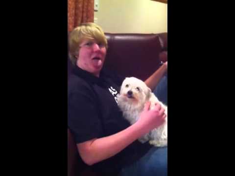Dog licking the air. Dog licking the air.