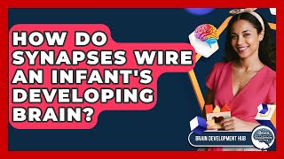 How Do Synapses Wire An Infant's Developing Brain? - Brain Development Hub