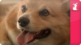 Explosion & Fire Caused by Corgi EXPLAINED by Hali Hudson, Yogi's Owner - Pet Sense
