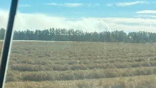 Swathing canola and peaola.