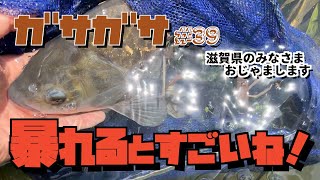 【ガサガサ】旅ガサで捕まえたのは大きなフナでしたin滋賀県