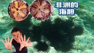 《环球探海记》坦桑尼亚~第25天：今天我在非洲实现了吃海胆自由