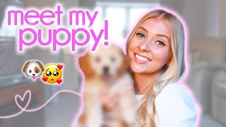 I GOT A PUPPY! 🐶 bringing home my cavapoo...