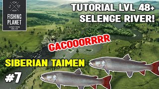 TUTORIAL MANCING SIBERIAN TAIMEN SELENGE RIVER LV 48+ | FISHING PLANET (Bahasa)