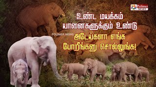 உண்ட மயக்கம் யானைகளுக்கும் உண்டு.. அடேய்களா எங்க போறீங்கனு சொல்லுங்க | Elephant video