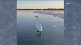 Swan rescued on Lake Ripley