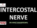 Intercostal Nerve Anatomy: From Origins to Dermatomes II Dr Ankit Khandelwal