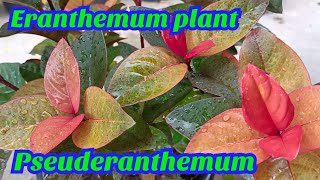 Eranthemum plant care in monsoon|| (Pseuderanthemum)