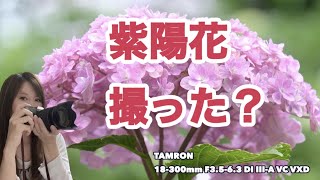 【紫陽花】人と違う私だけの可愛いアジサイ写真を撮りたい